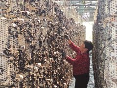 <b>做为人参焦点产一</b>